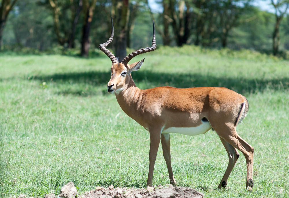 The Best States for Antelope Hunting