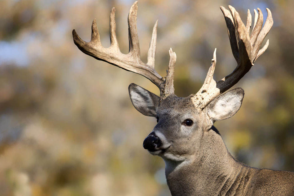 Mature Whitetail Deer And Their Habits