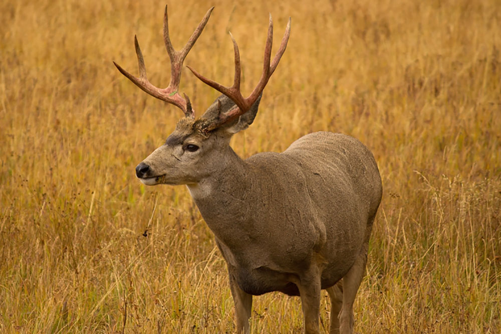 hearing enhancers hunt